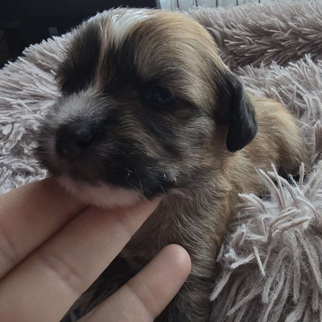 Unicorn Magic Félix