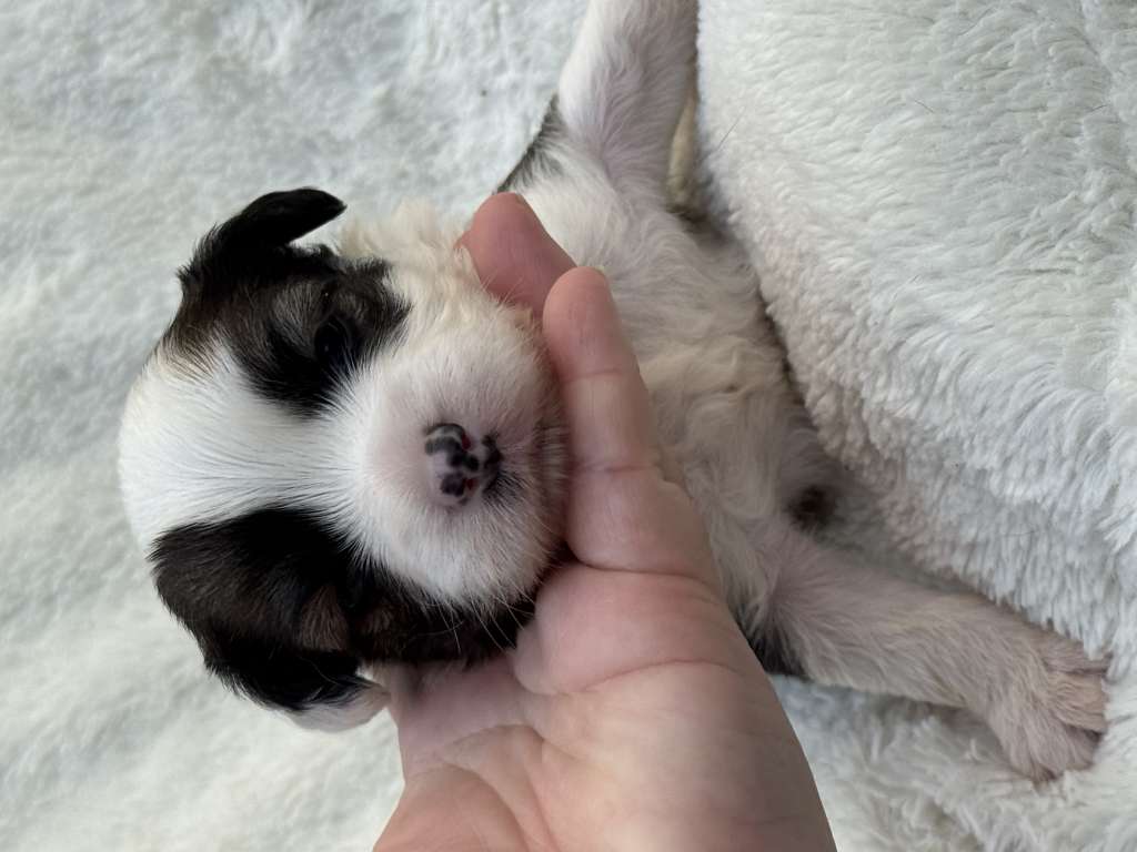 Rosa sinensis  of Cole