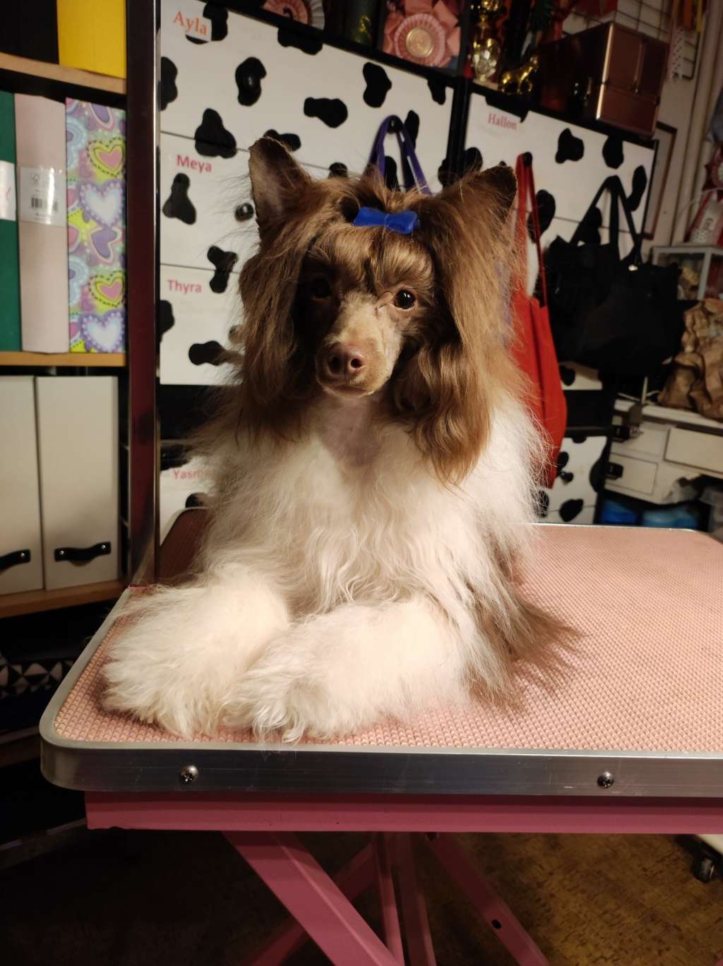 Beyesa's Chukulati Yatzy