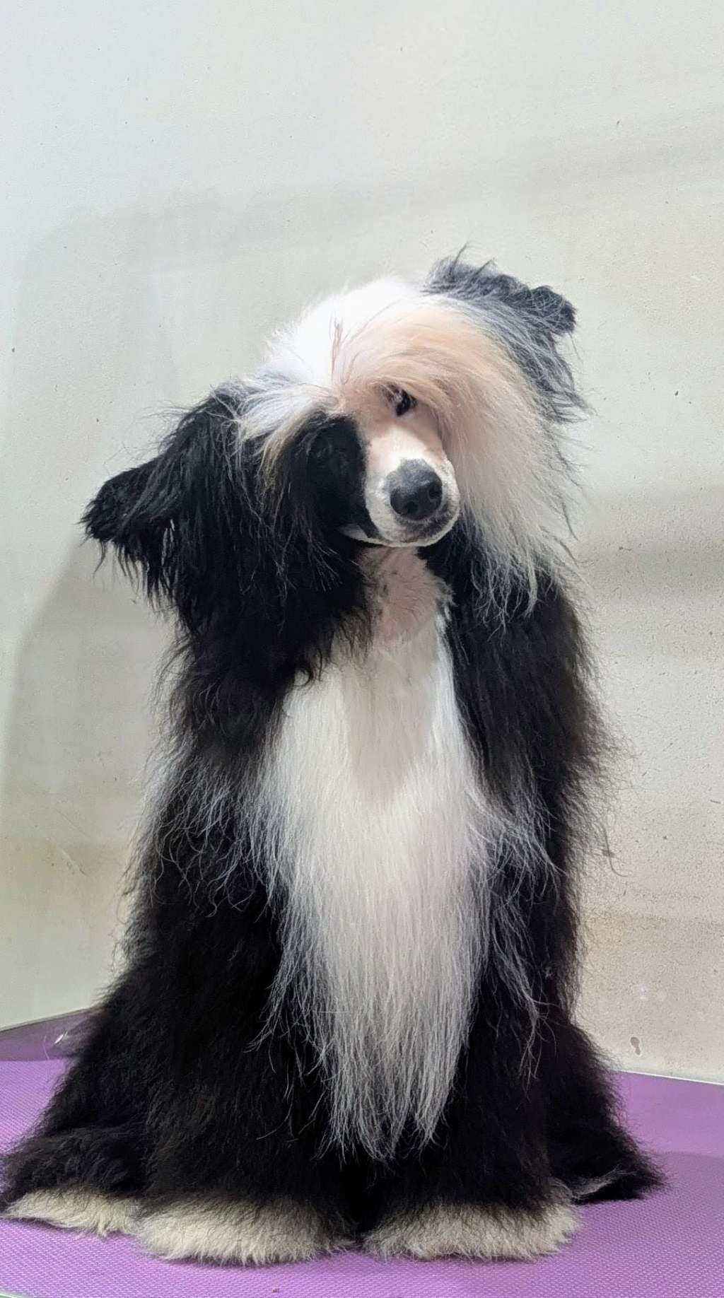 Chundecrest sir valentino