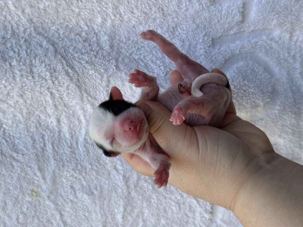 Rosa sinensis of Murphy