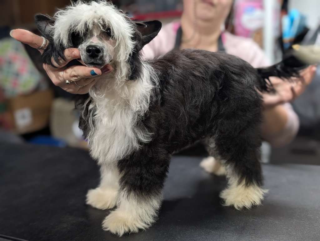 AV Dragon's Gentle Calming Effect