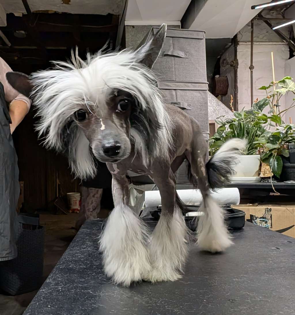 Hecate's Tranquil Wisdom of AV Dragon's Den