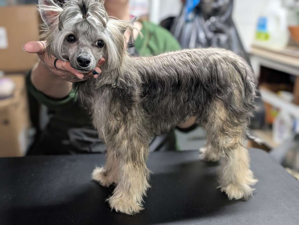 AV Dragon's Guide to the Underworld