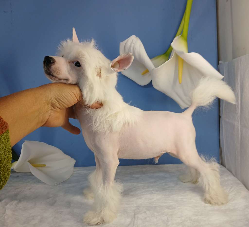 Angel O' Check Milash