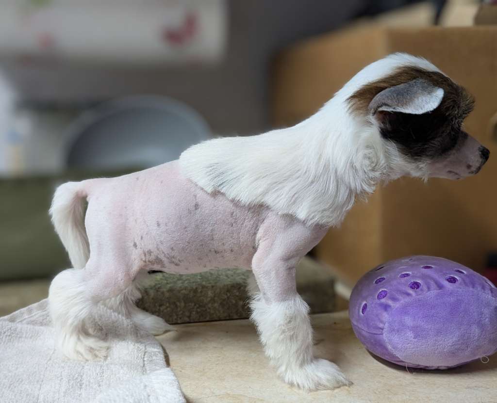 AV Dragon's Ethereal Mystic Melody