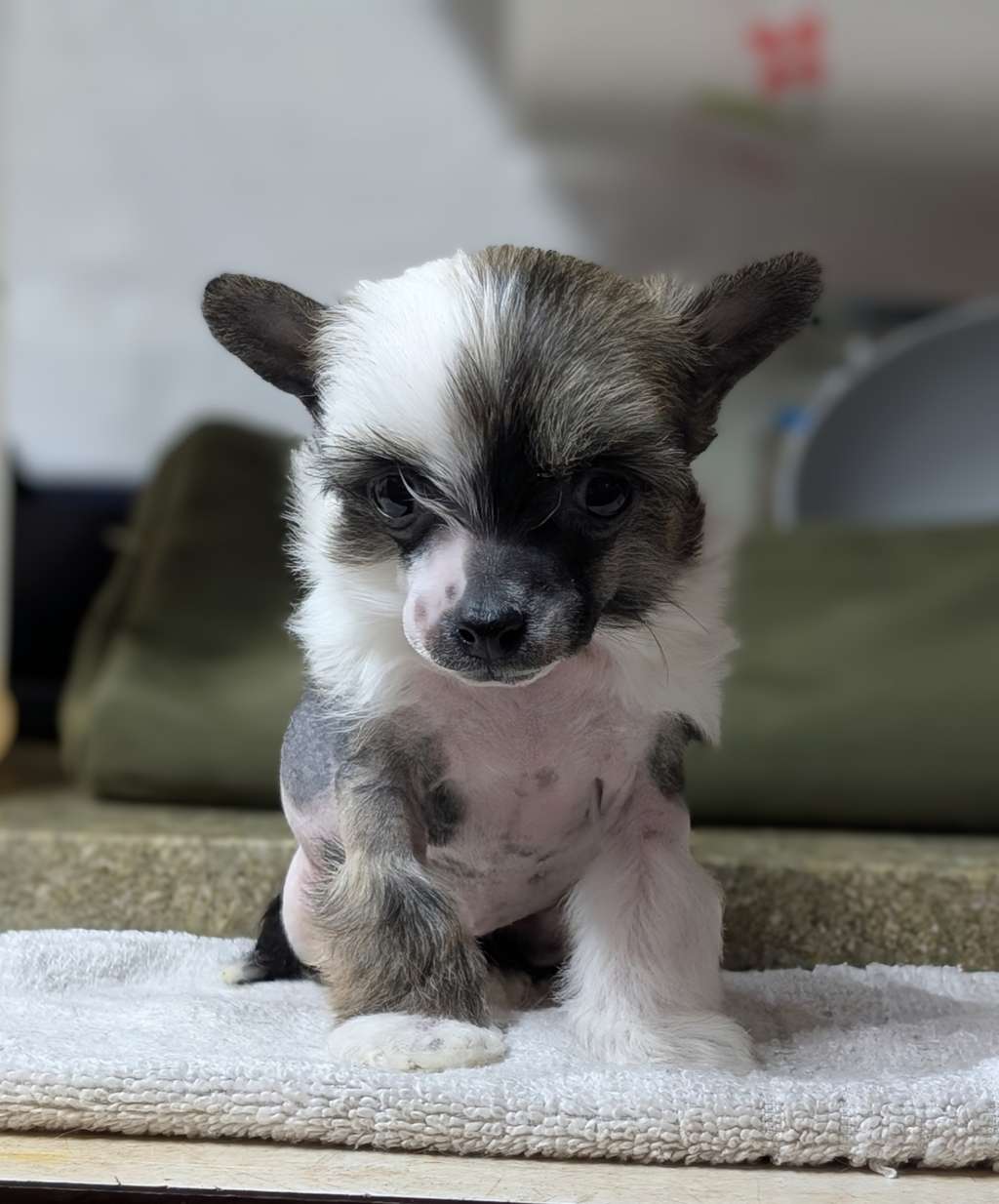 The Primordial Fifth Element of AV Dragon's Den