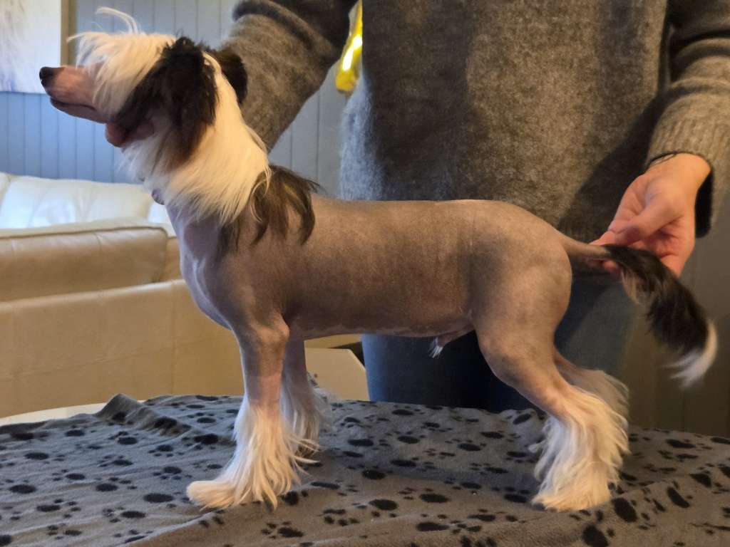 Curlycrest's Mr. Tinkertrain