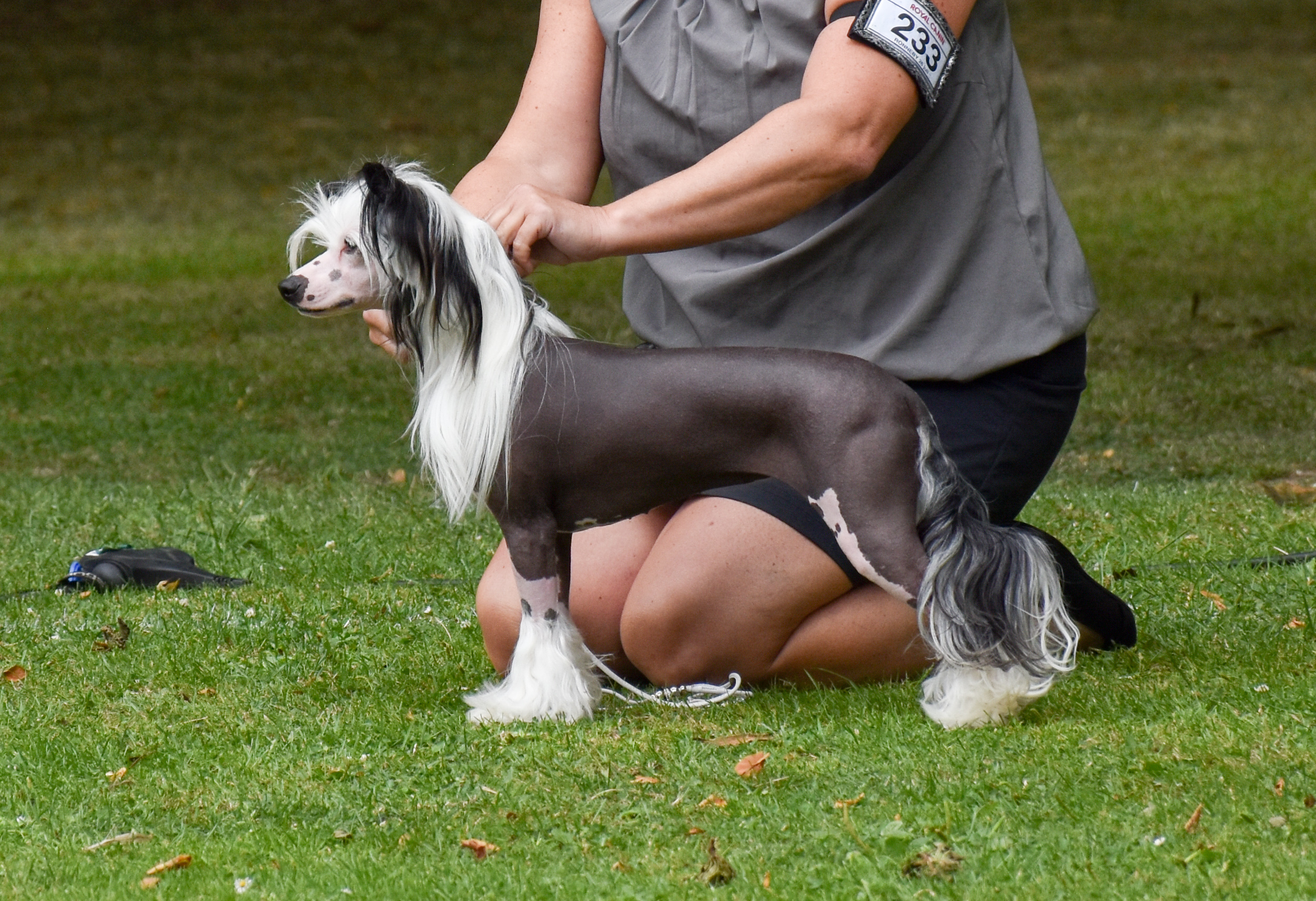 Wildeers Evolution Violet