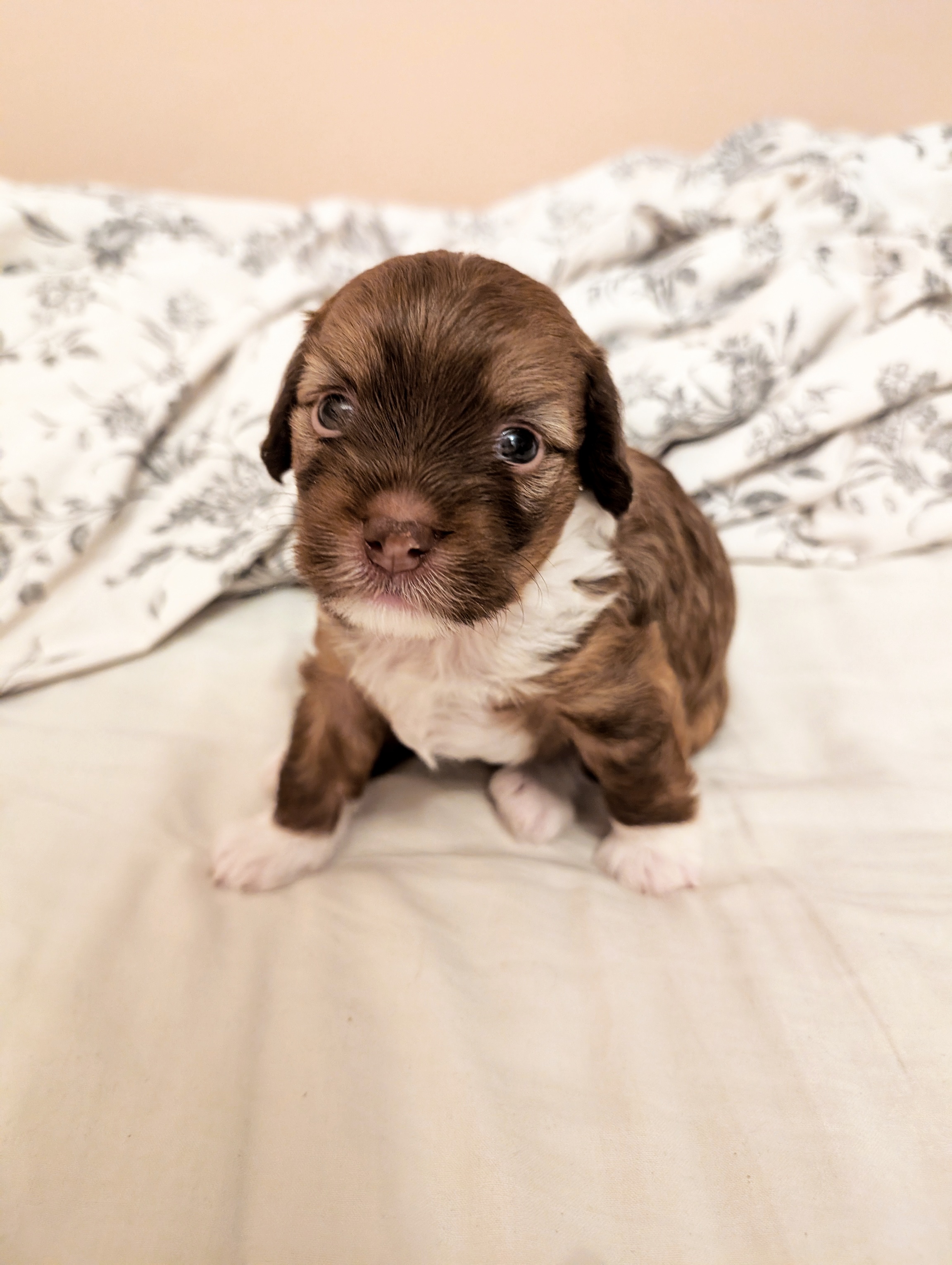 Sticky Heels After Eight Delight