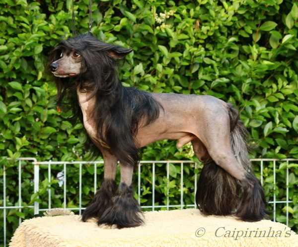 Caipirinha's ONE OF HIS OWN