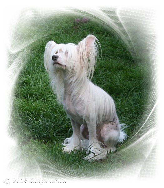 Caipirinha's PINK HOT PORSCHE