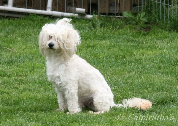 Caipirinha's LEE MARVIN