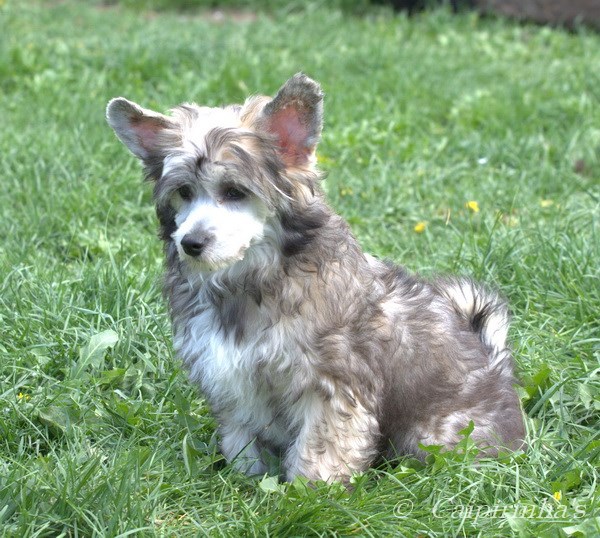 Caipirinha's LORENZO LAMAS