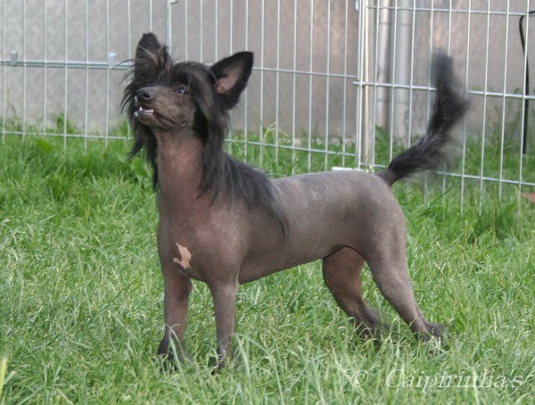 Caipirinha's MISSION IMPOSSIBLE