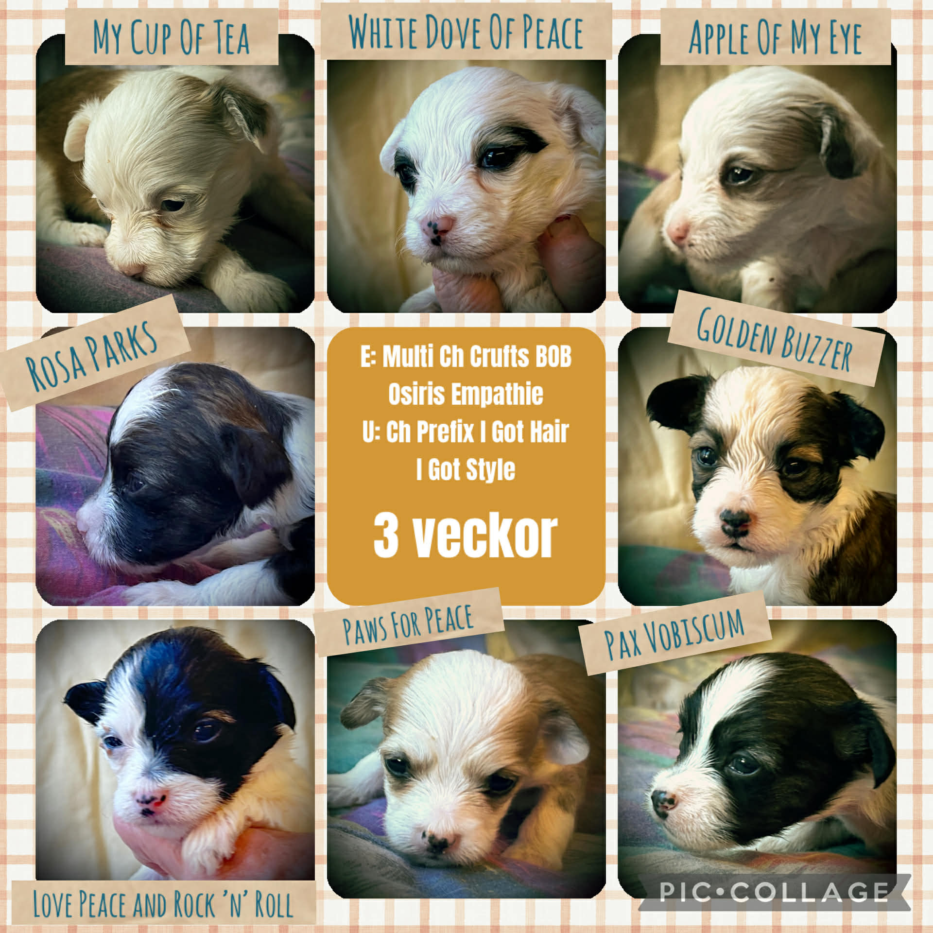 Prefix Golden Buzzer