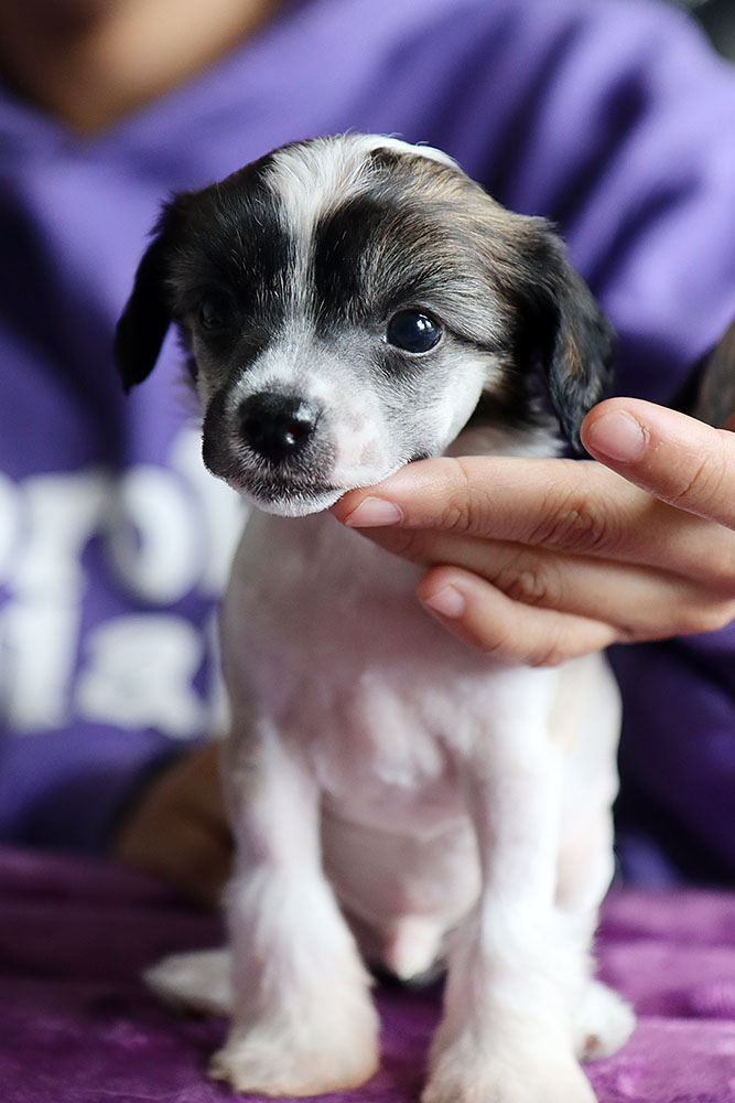 Tinted's Toys Czar Us