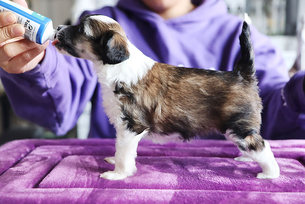 Tinted's Heavy Mental