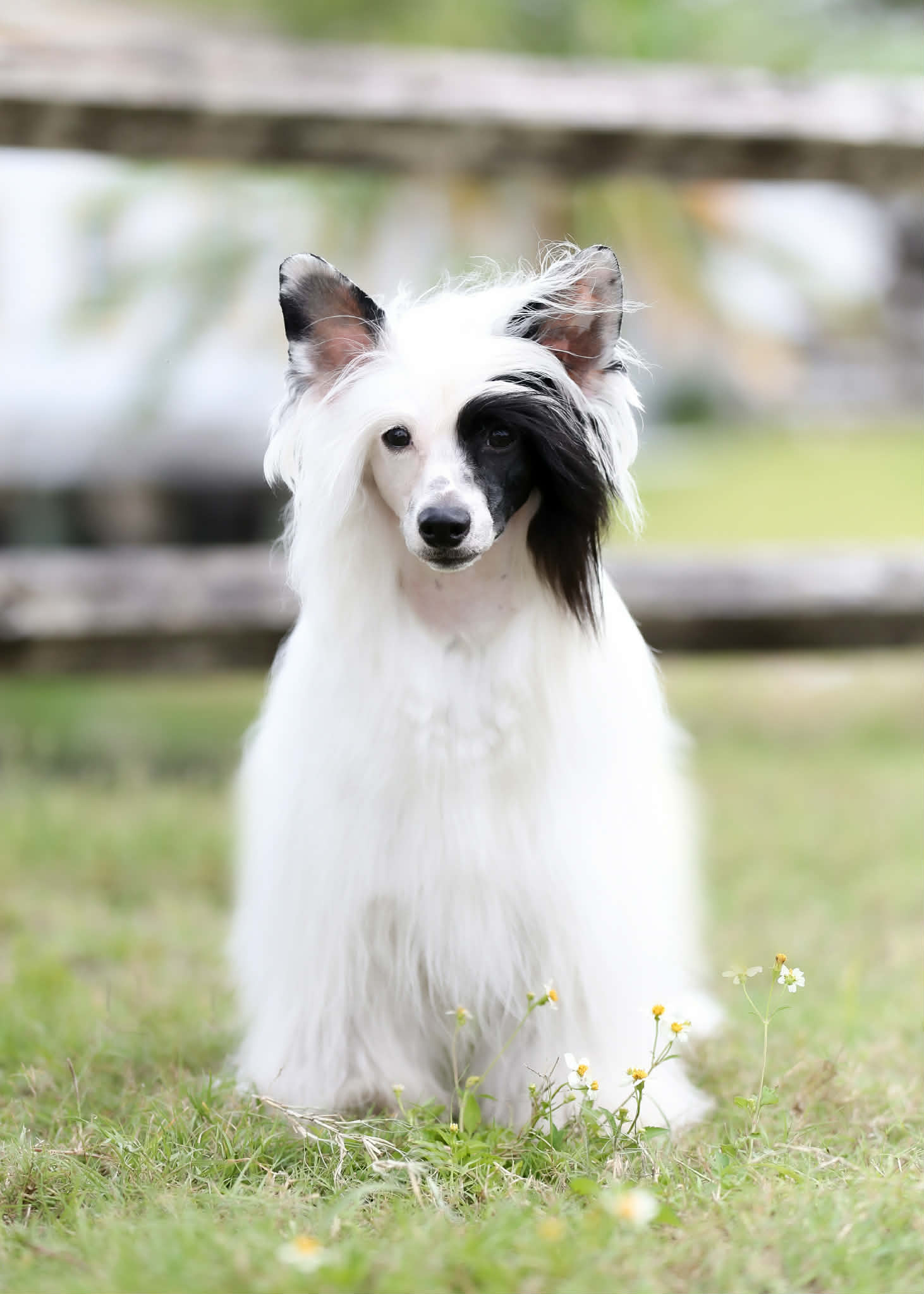 Brymar Royal Roots Gifted To Posh