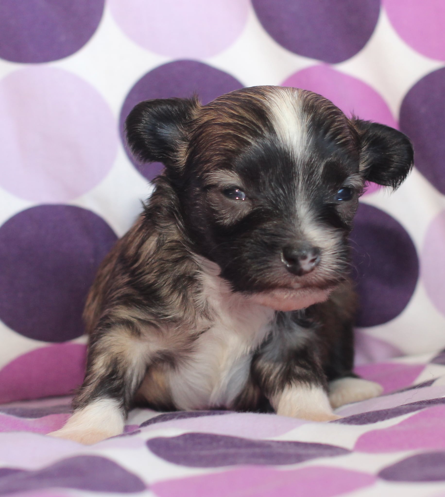 Artic Flyer’s Boy 1