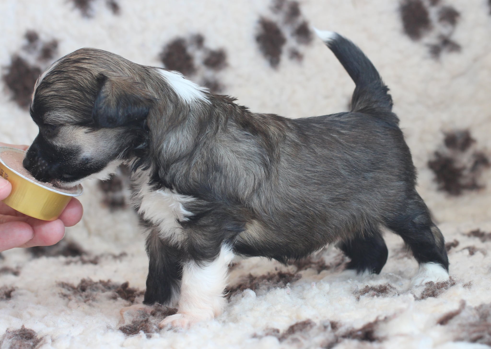 Artic Flyer’s Falling In Love