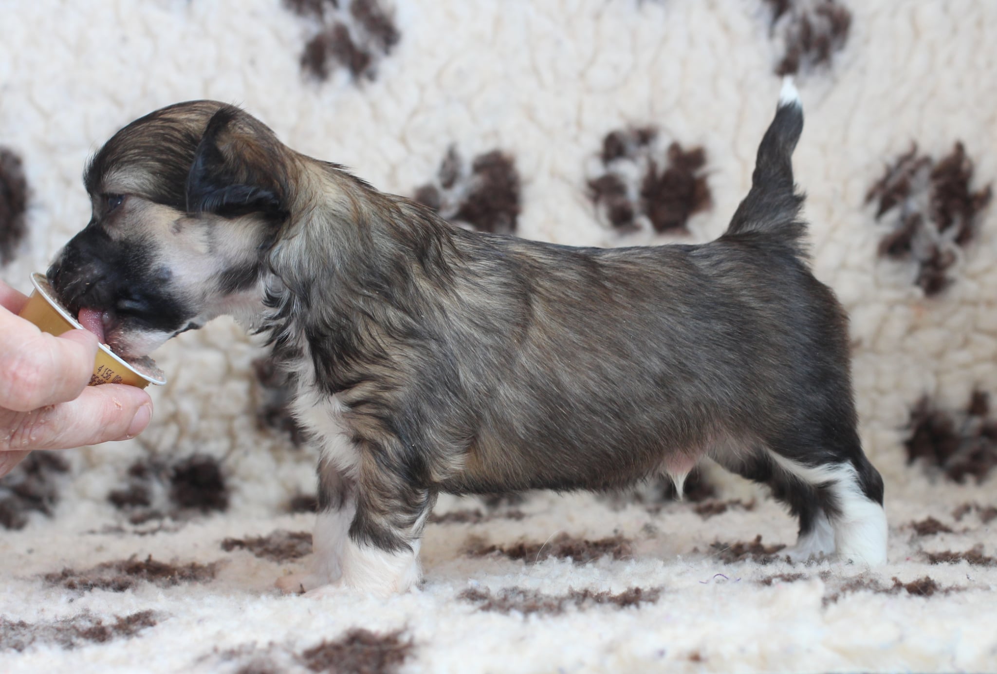 Artic Flyer’s A Touch Of Those