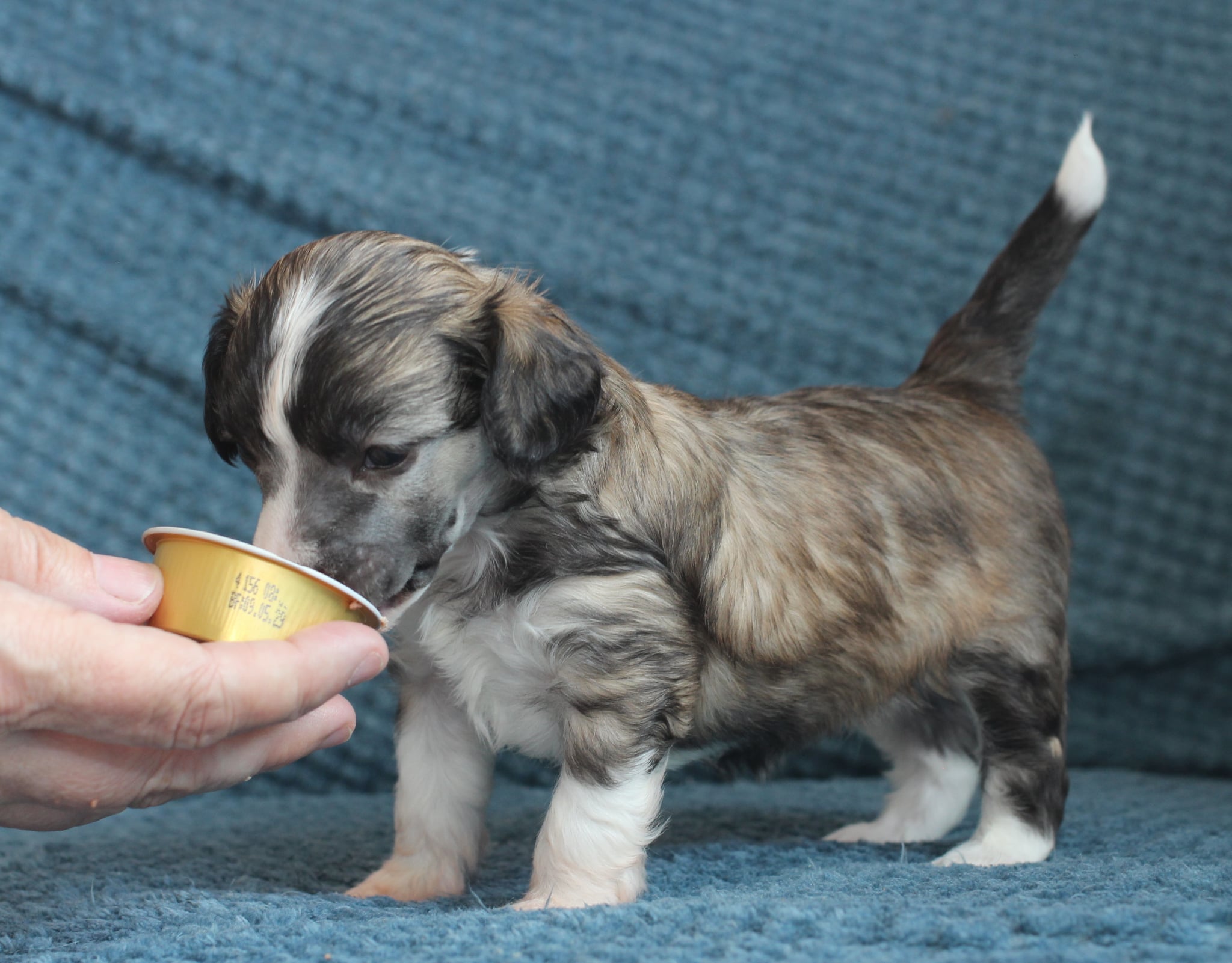 Artic Flyer’s Dear To Dream