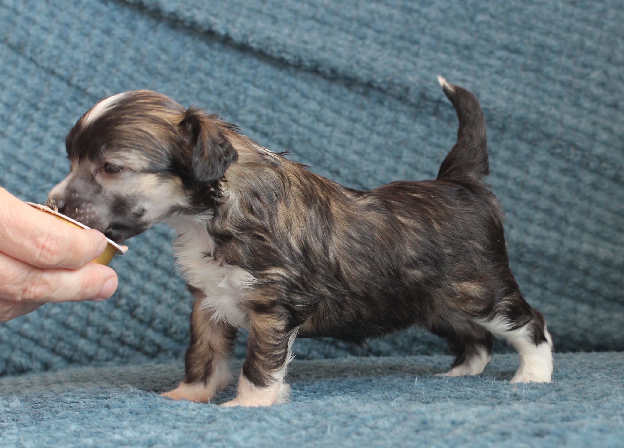 Artic Flyer’s Follow Your Dream