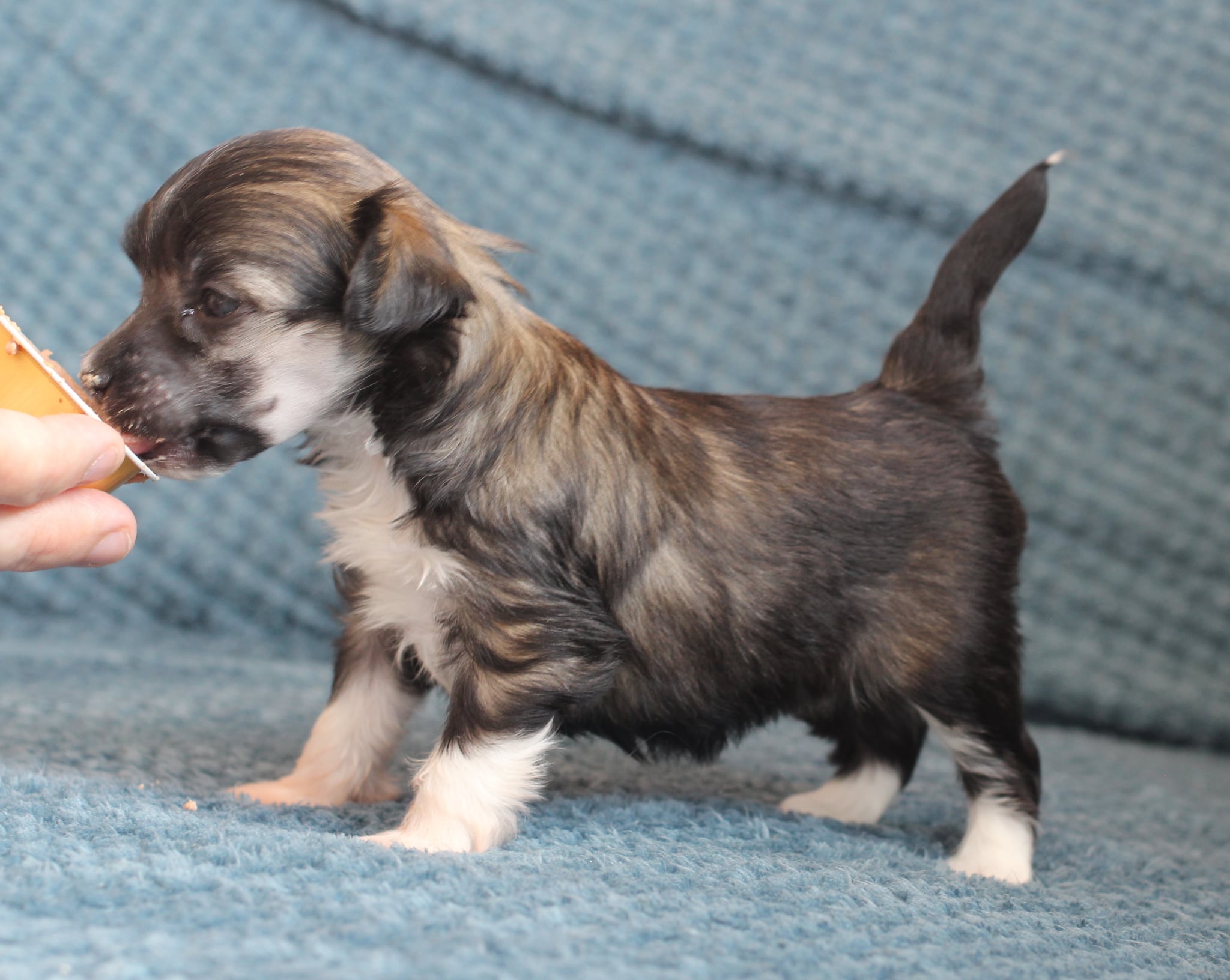 Artic Flyer’s Legend Of Love