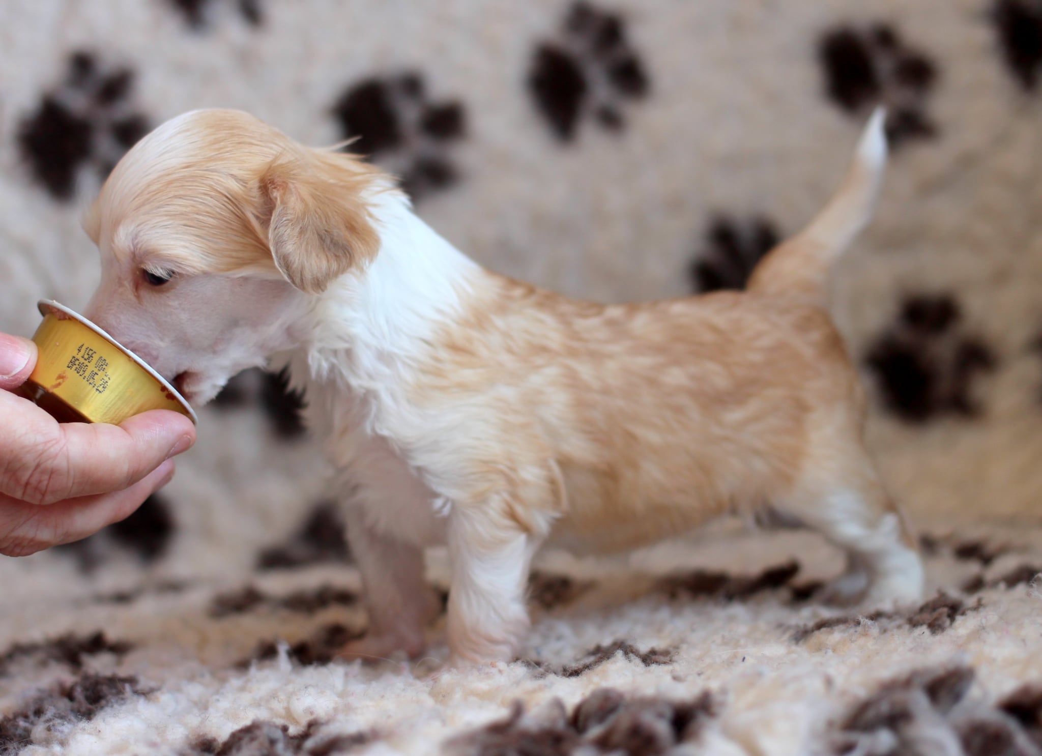 Artic Flyer’s A Glint of Gold