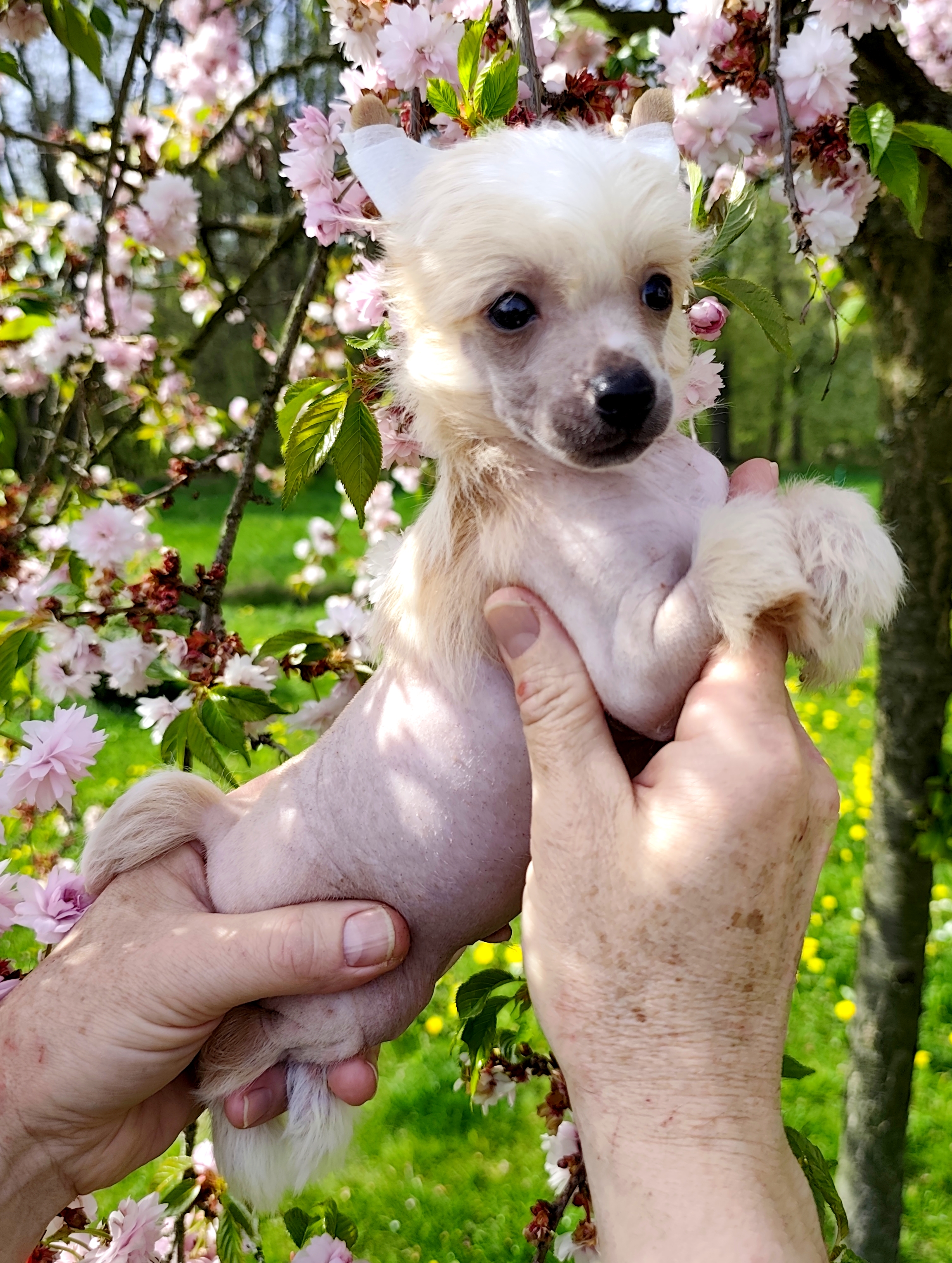 Zillion  Crystal Ice 