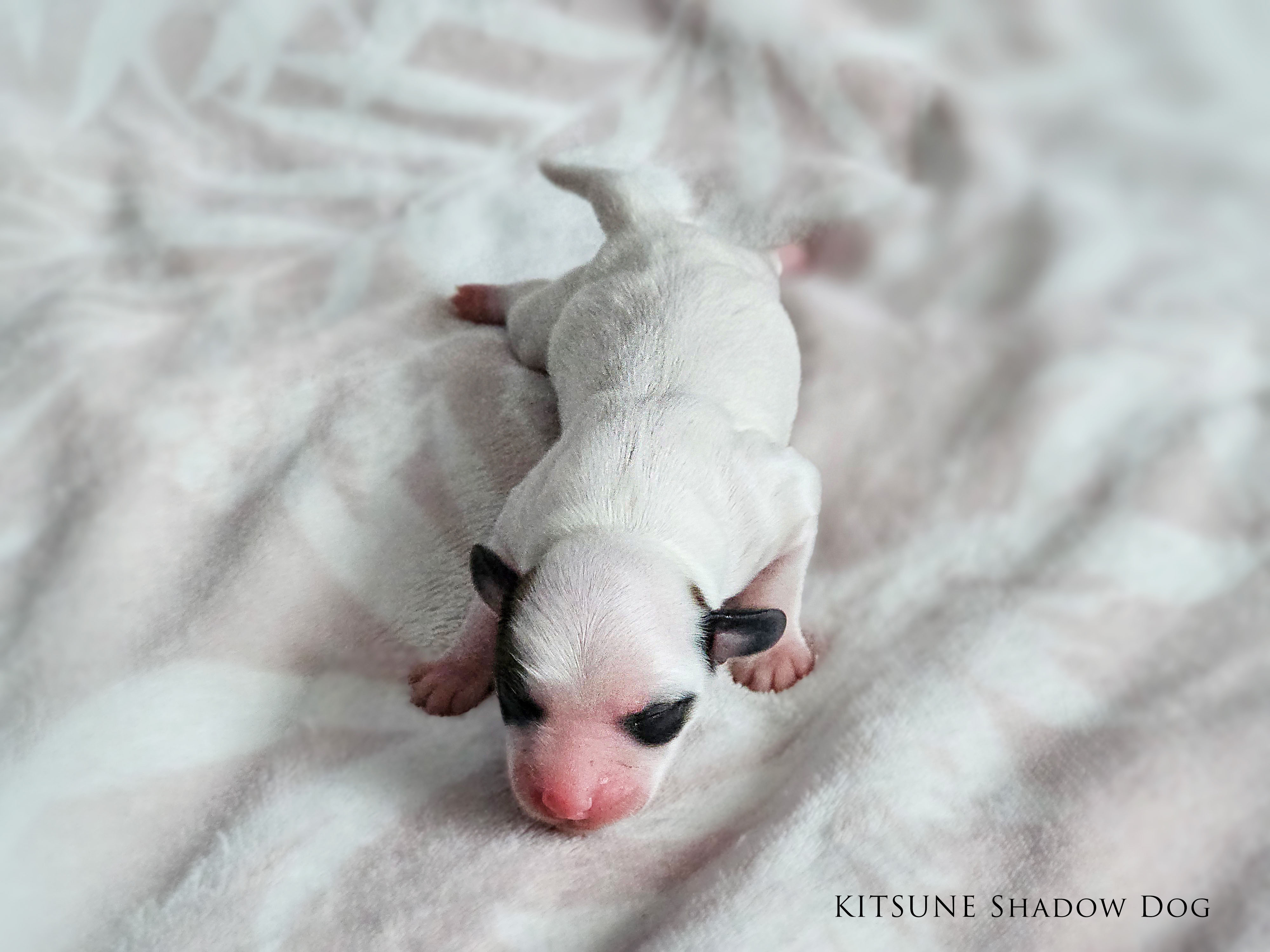 KITSUNE Shadow Dog