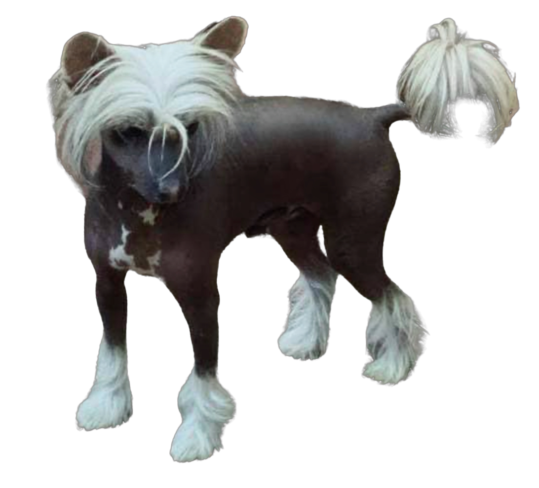 Australian Champion Cadiz Couldnt Hairless