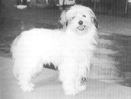 Acambos Suzie Wong Of Prizing