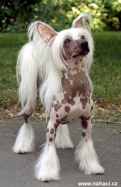 Akim Hvezda z Podmok