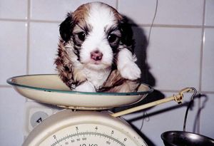 Krysolit Alert-Caspar