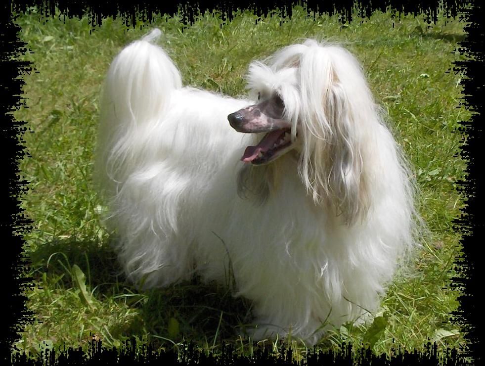 All-day Affair Moravian Crest