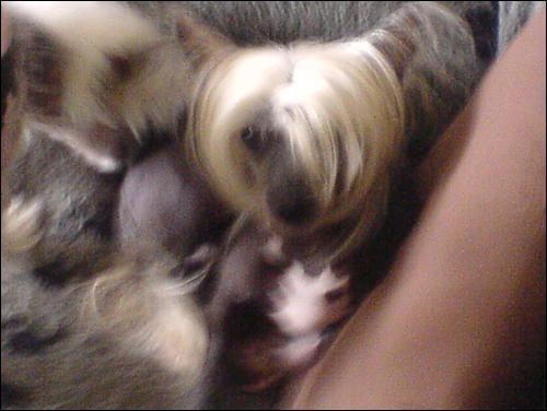 Alltot Madam Butterfly at AMERICAZ