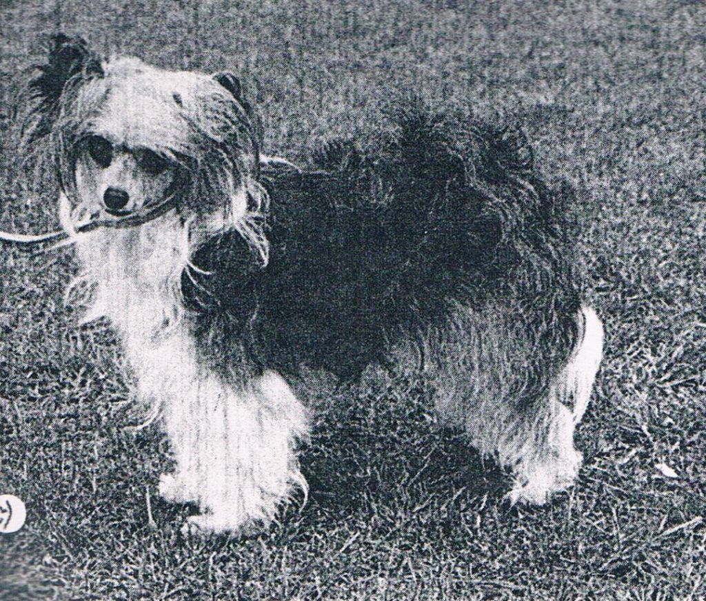 Alltot Royal Heiress