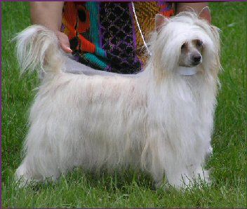 Altair Fire Witch Heliomancer