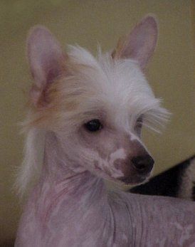 Altair Sea Seer Hydromancer