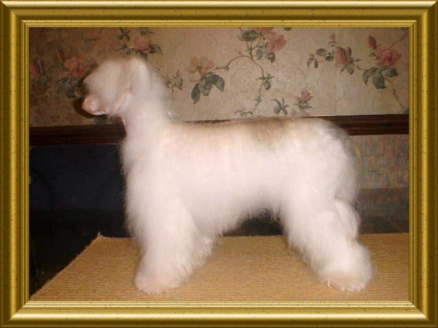 Angelcrest Arctic Moon Over Liddyleaze