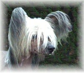 Angelcrest Paint The Dragon