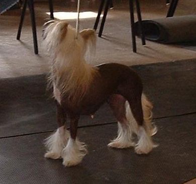 Ch Annamac Dear Prudence JW