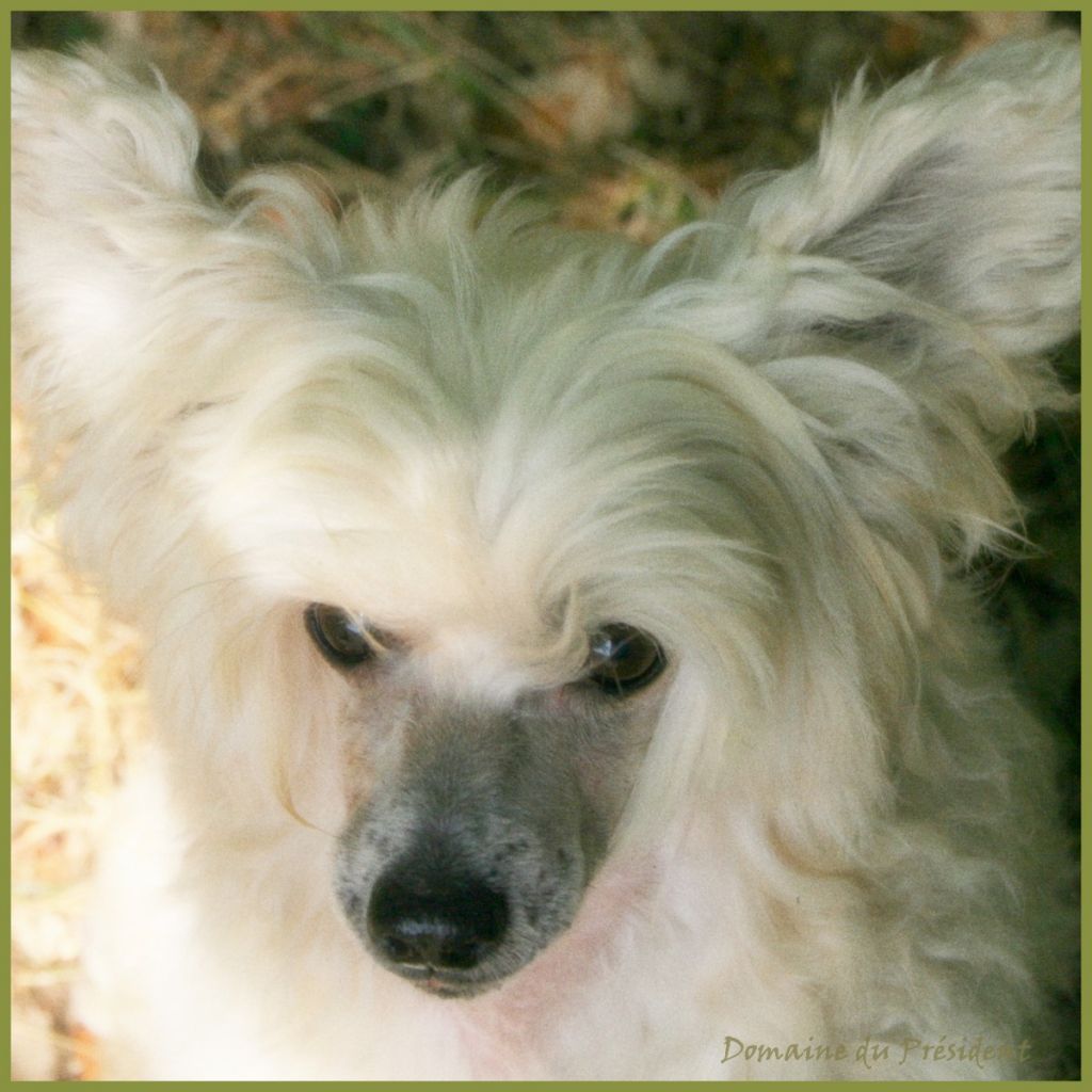 Annamac Star Shine Over Liddyleaze