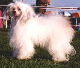 Apocodeodar Magic Dragon