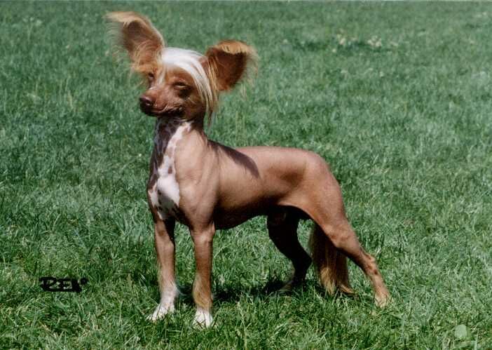 Arden Solutre Pazzda