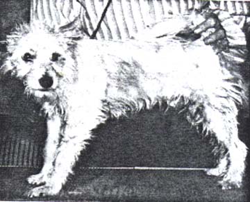 Asante Of Thrill Crest