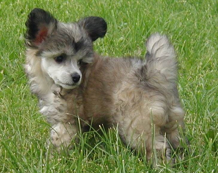 Shao-Lei's Attilla