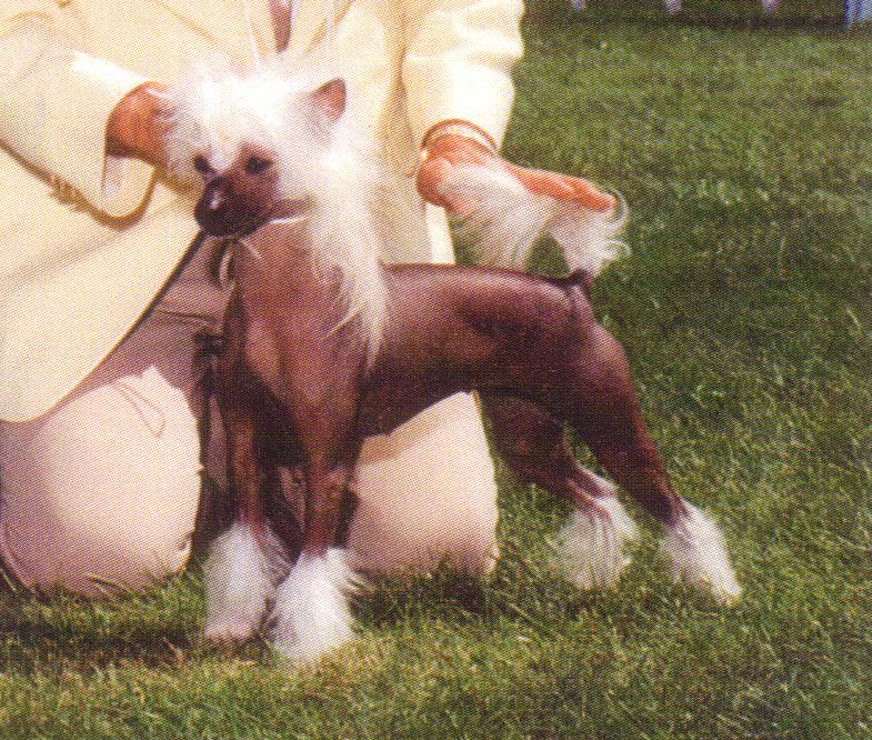 Babylon's Winged Gaia